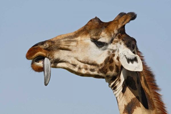Kenya, Nakuru NP Rothschilds giraffe